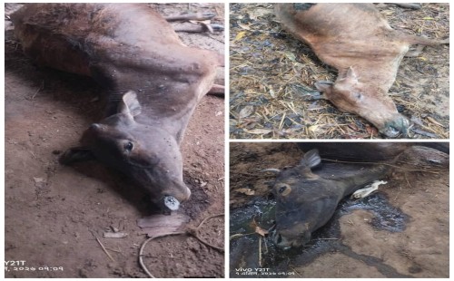 লোহাগাড়ায় বজ্রপাতে তিন গরুর মৃত্যু, ক্ষতিগ্রস্ত কৃষকের কান্না