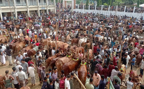 চট্টগ্রামের পশুর হাটে বাড়ছে গরু, বাড়ছে ক্রেতার আনাগোনা